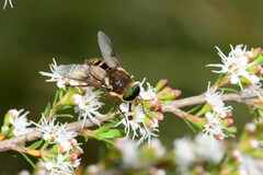 Copidapha