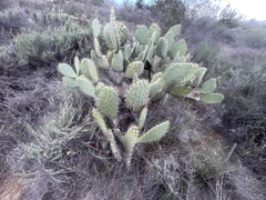 Opuntia semispinosa