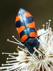 Castiarina