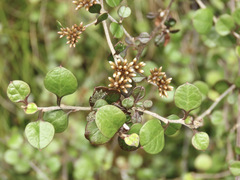 Helichrysum lanceolatum