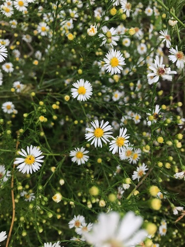 Symphyotrichum pilosum iNat (1)