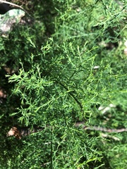 Maireana microphylla