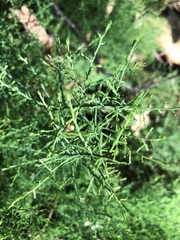Maireana microphylla