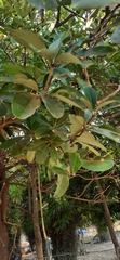 Magnoliopsida
