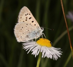 Tharsalea rubidus ferrisi