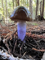 Cortinarius seidliae
