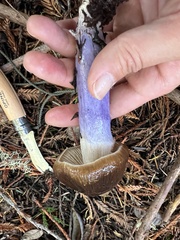 Cortinarius seidliae