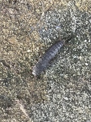 Allacrotelsa spinulata