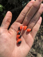 Pithecellobium lanceolatum