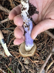 Cortinarius seidliae