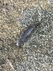 Allacrotelsa spinulata