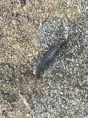 Allacrotelsa spinulata