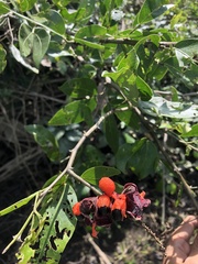 Pithecellobium lanceolatum