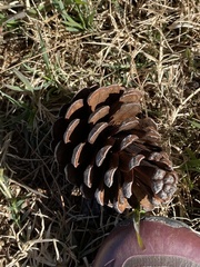 Pinus brutia eldarica