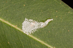 Eucalyptolyma maideni