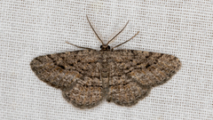 Zermizinga sinuata