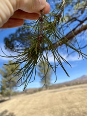 Pinus brutia eldarica