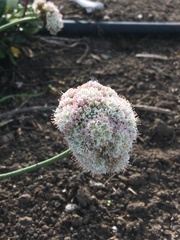 Eriogonum grande