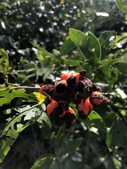 Pithecellobium lanceolatum