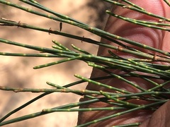 Casuarina cristata