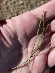 Pinus brutia eldarica