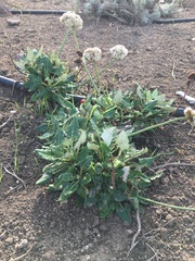 Eriogonum grande