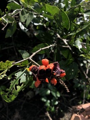 Pithecellobium lanceolatum