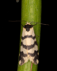 Thallarcha trissomochla