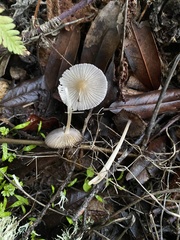 Coprinellus radians