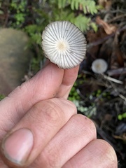 Coprinellus radians