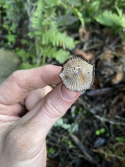 Coprinellus radians