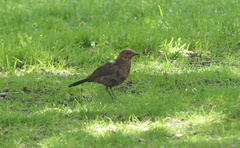 Turdus merula