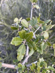 Quercus berberidifolia