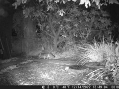 Urocyon cinereoargenteus