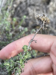 Eriophyllum confertiflorum