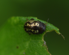 Doryphorina