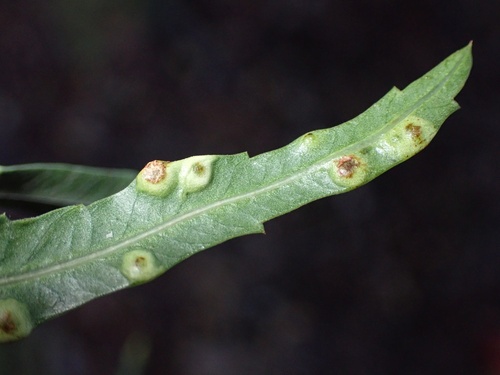 Peppertree Psyllid photo 5