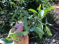 Denhamia cunninghamii