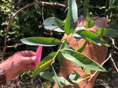 Denhamia cunninghamii