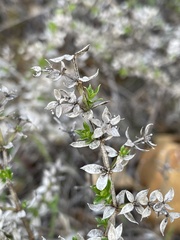 Galium cliftonsmithii