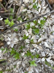 Galium cliftonsmithii
