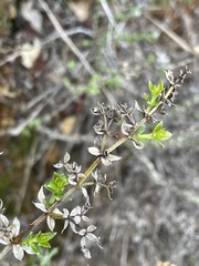Galium cliftonsmithii