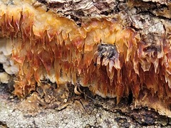 Radulomyces