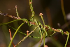 Cassytha glabella