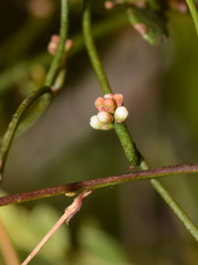 Cassytha glabella