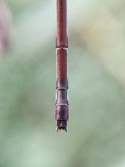 Lestes tenuatus