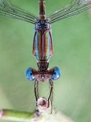 Lestes tenuatus
