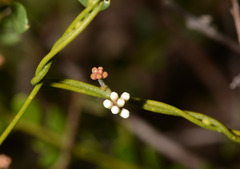 Cassytha glabella