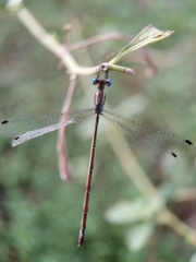 Lestes tenuatus