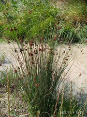 Juncus filicaulis